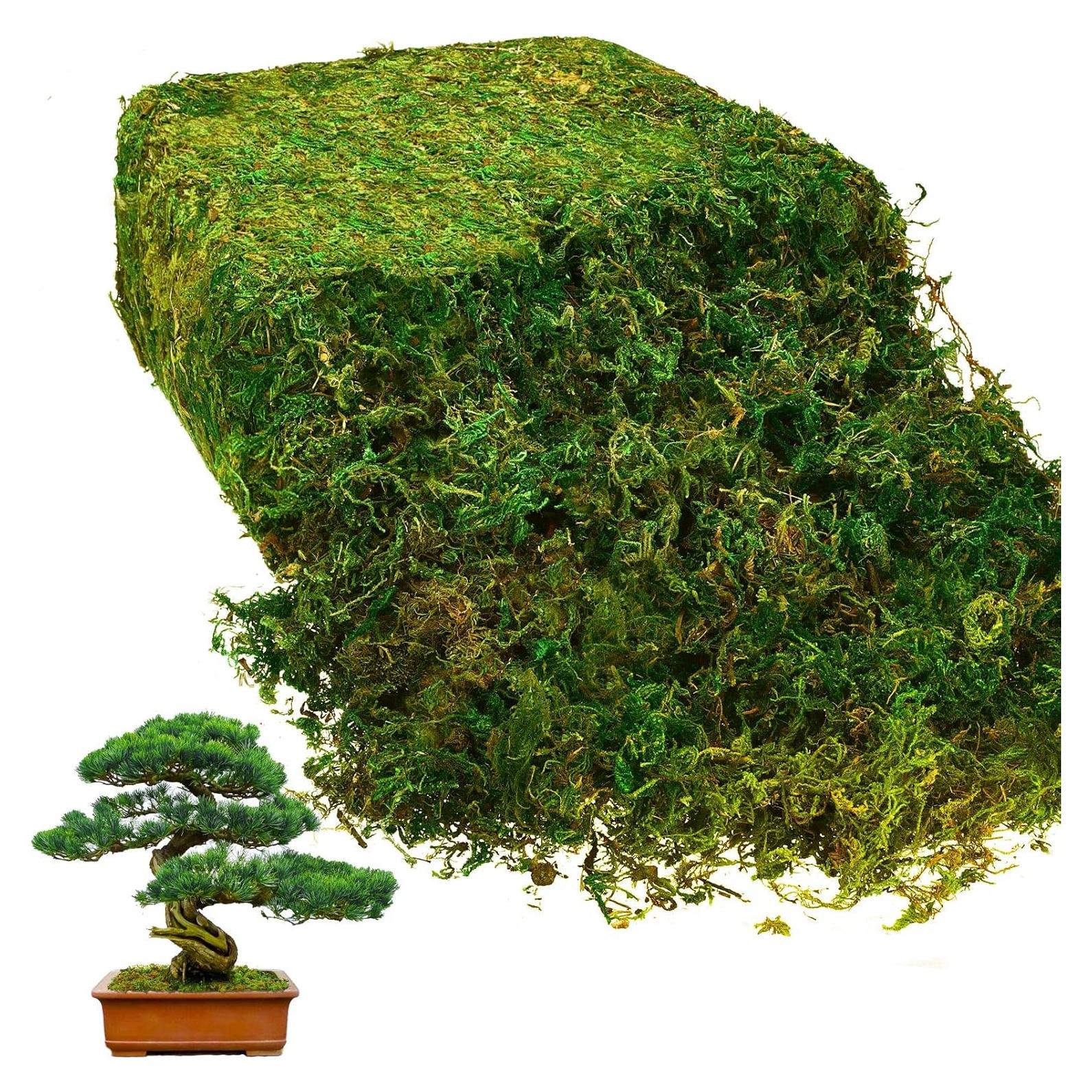 Musgo Verde Natural Preservado Giegxin 800g para Decoración