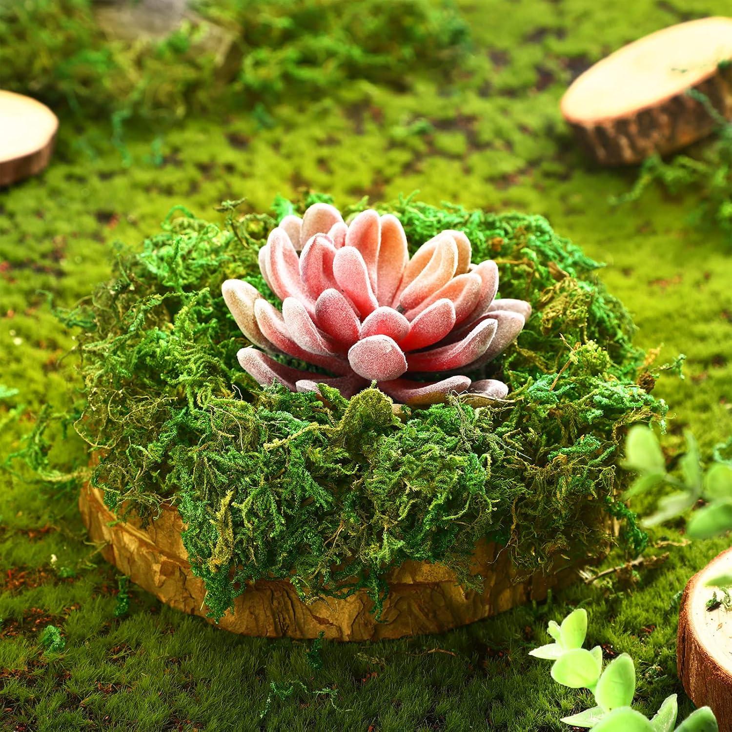 Musgo Verde Natural Preservado Giegxin 800g para Decoración