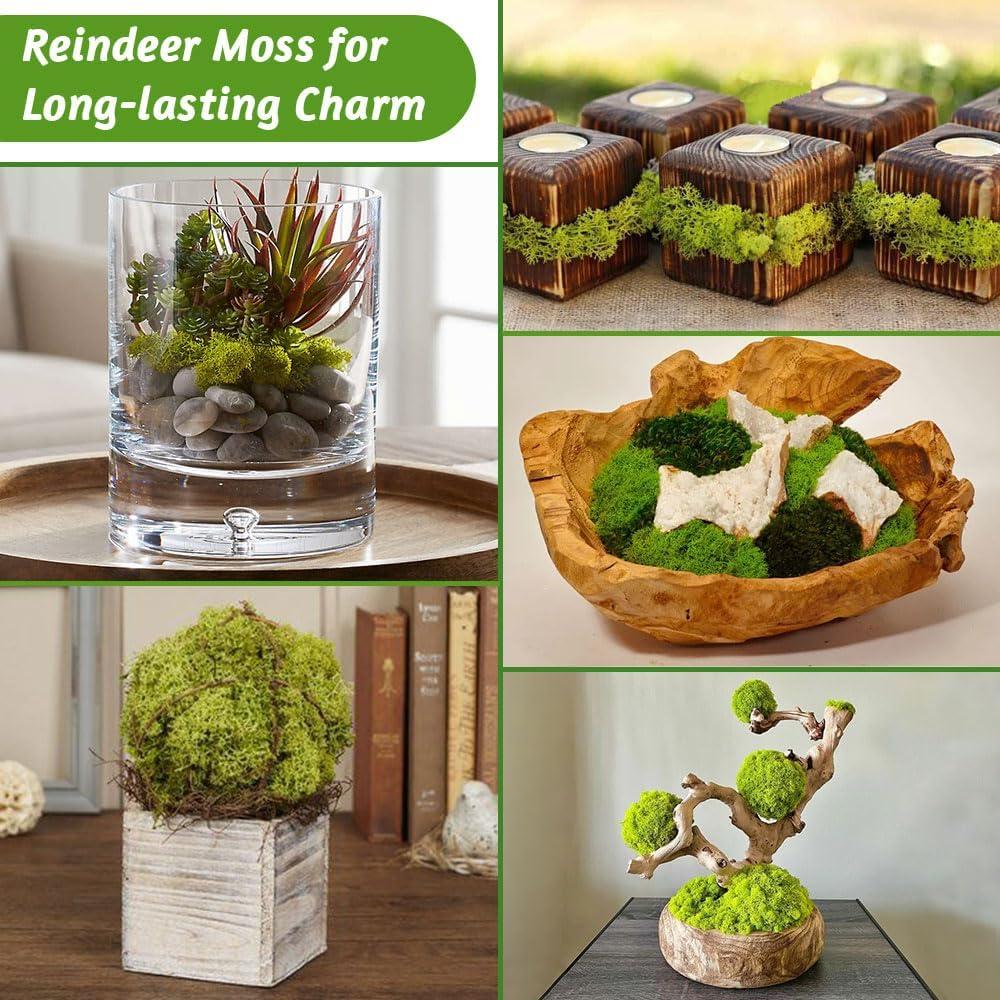 Musgo de Reno Preservado TCYPUHL 99.22 g Verde Oscuro