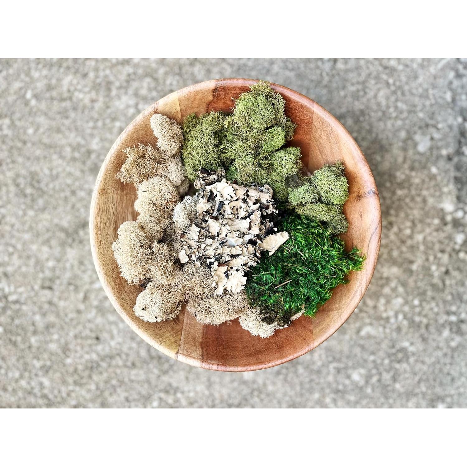 Paquete de Variedad de Musgo Quality Growers - Natural y Verde