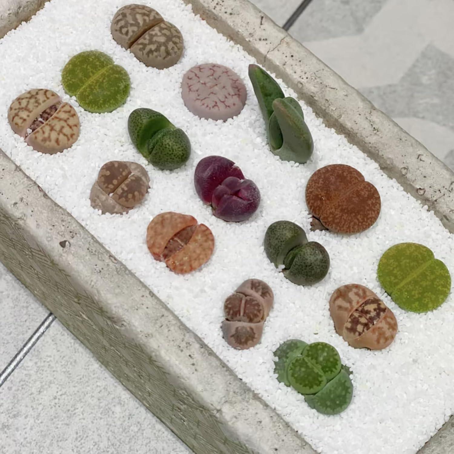 Arena de Acuario YISZM 0.91 kg Blanca para Acuascaping