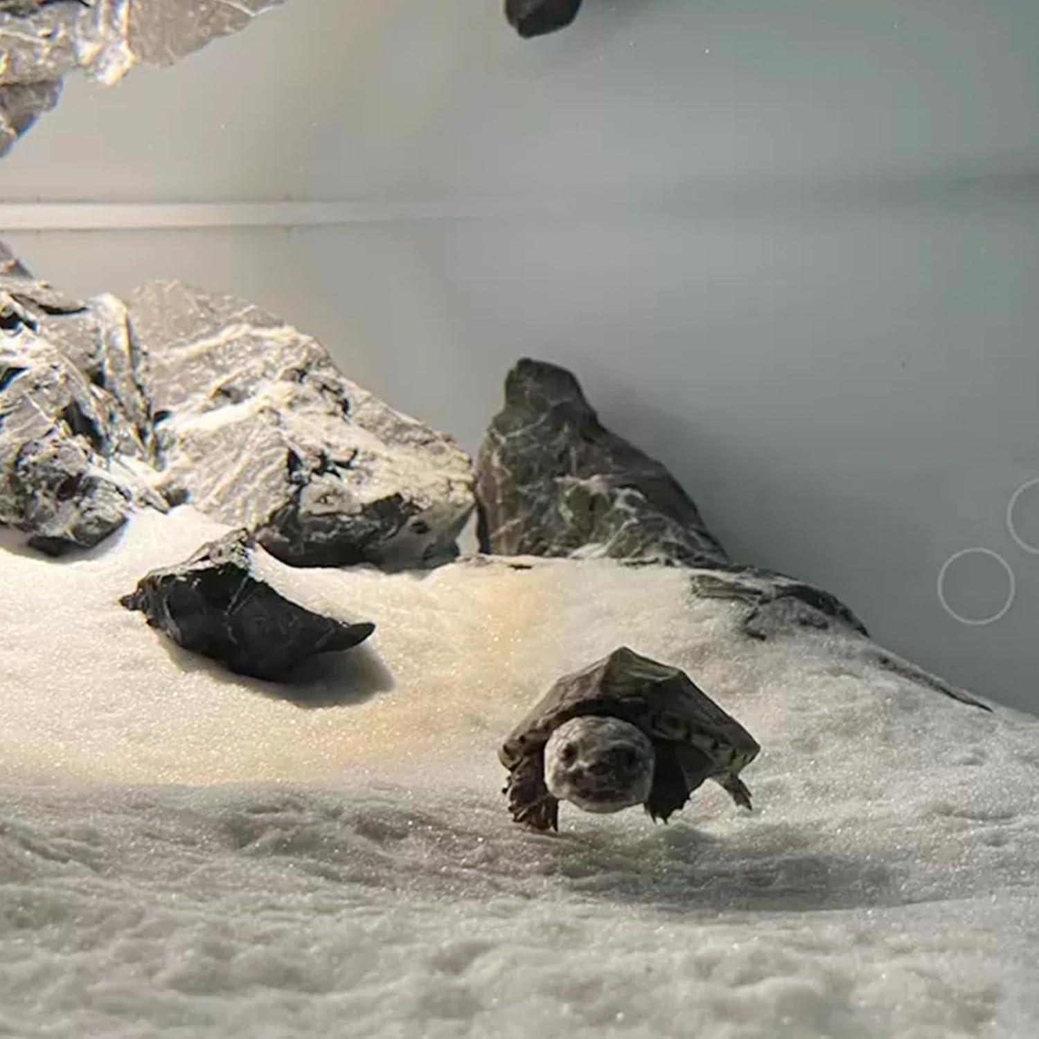 Arena de Acuario YISZM 0.91 kg Blanca para Acuascaping