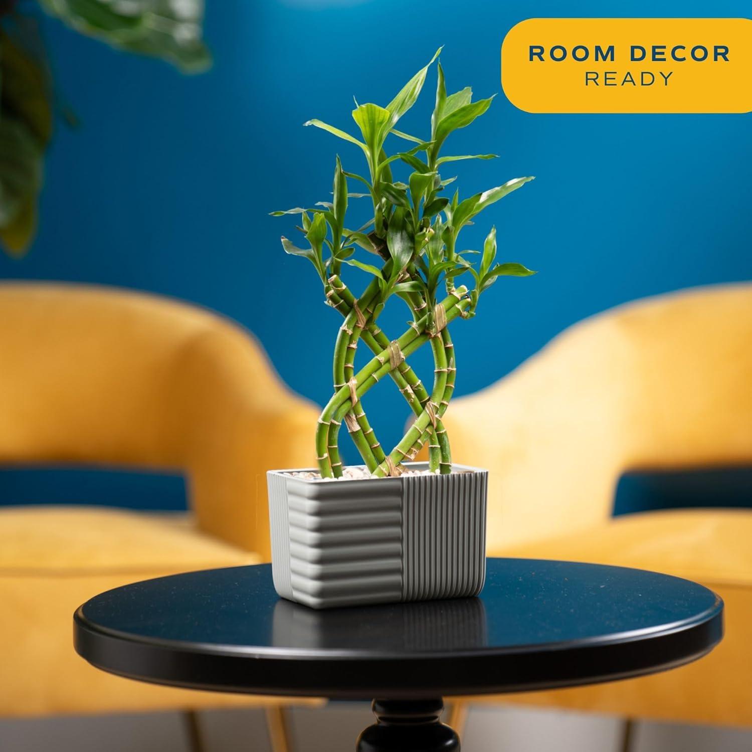 Planta de Bambú de la Suerte Costa Farms 30 cm en Maceta Cerámica