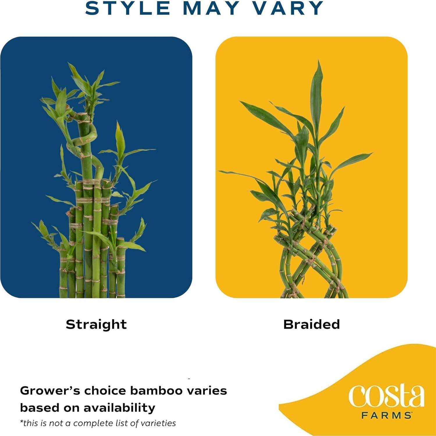 Planta de Bambú de la Suerte Costa Farms 30 cm en Maceta Cerámica