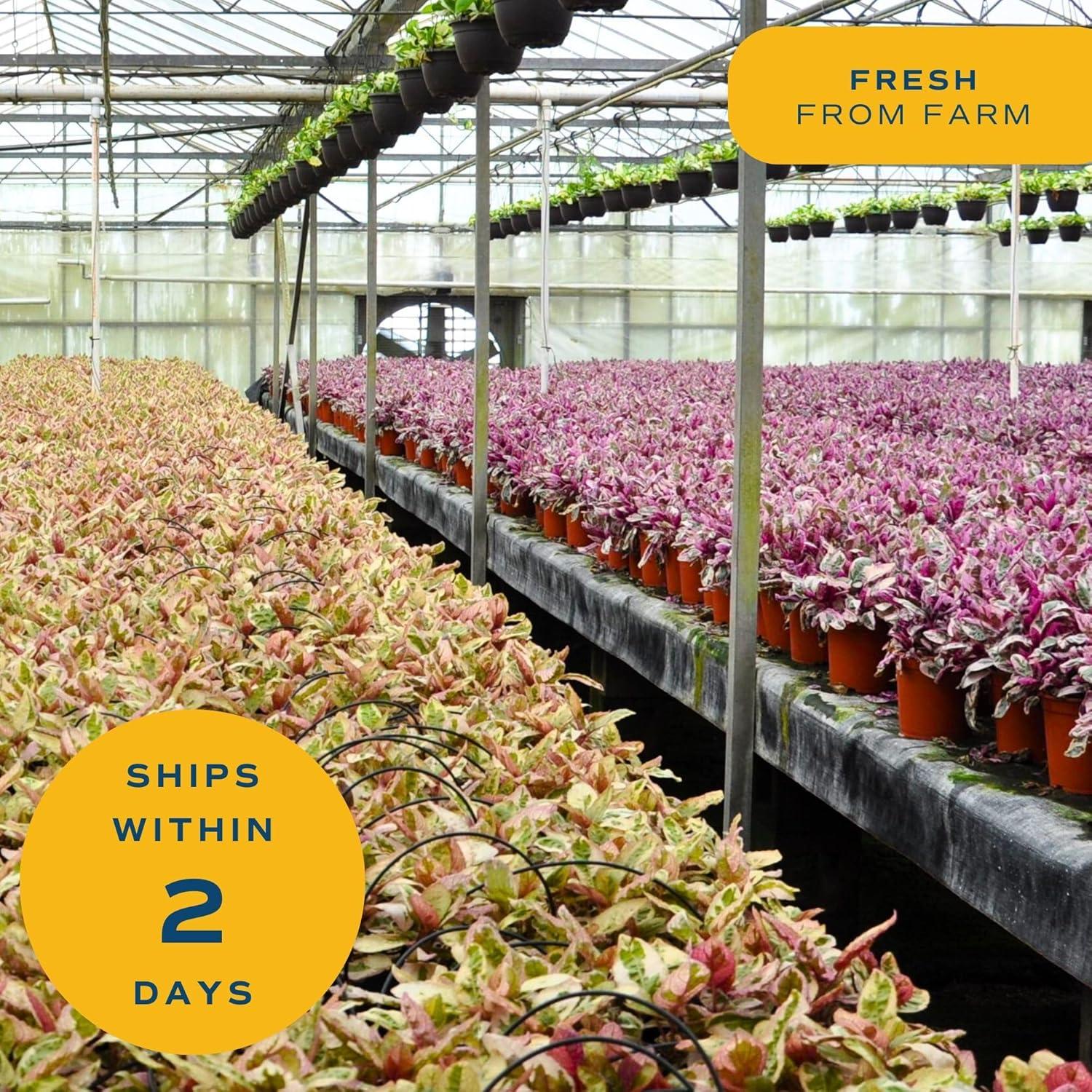 Planta de Bambú de la Suerte Costa Farms 30 cm en Maceta Cerámica