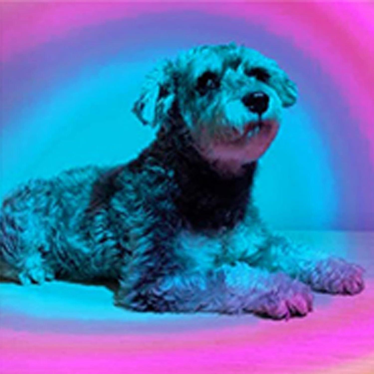 Proyector de Luz de Atardecer LED 10W con Trípode 360°