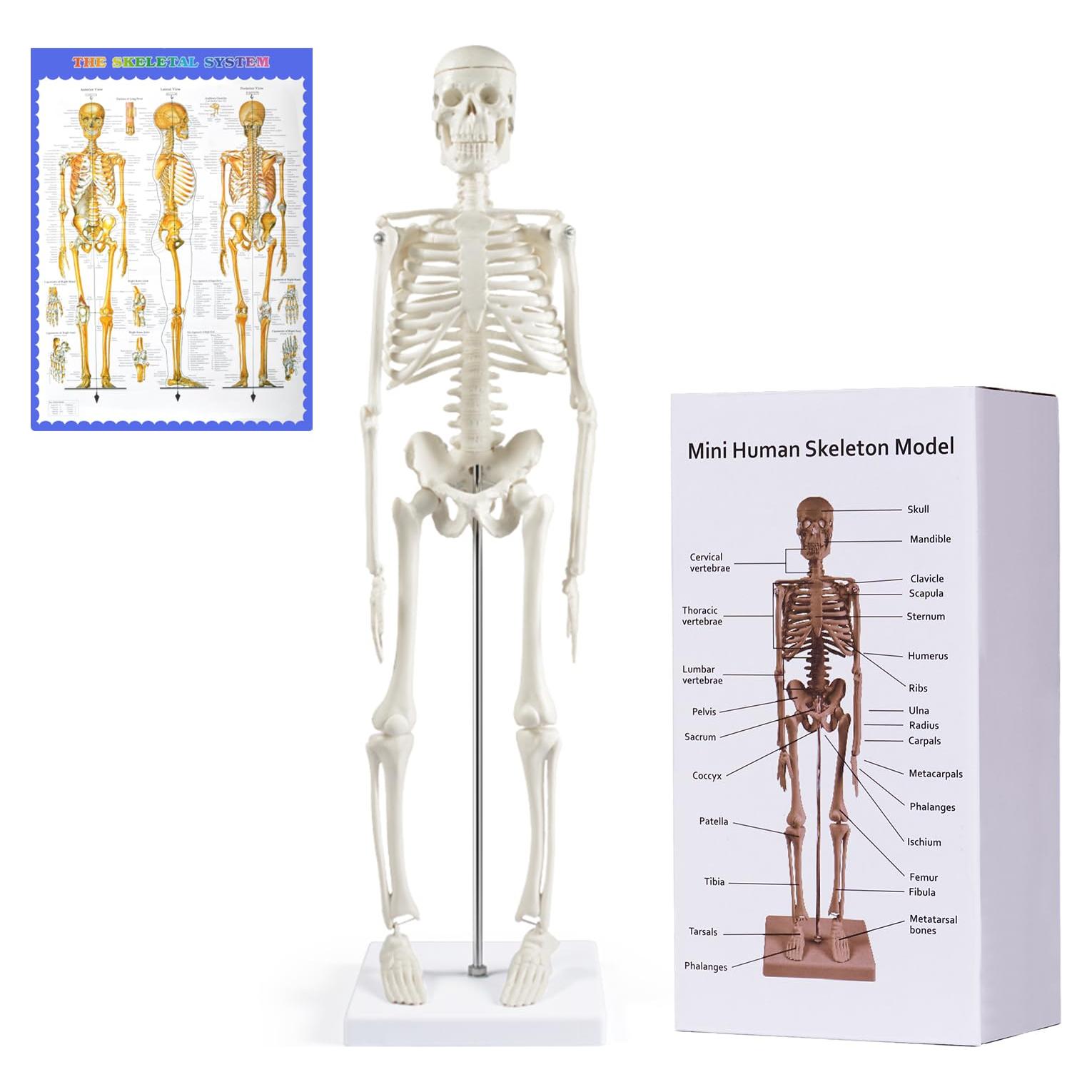 Modelo de Esqueleto Humano NLShan 45 cm Articulado para Estudio