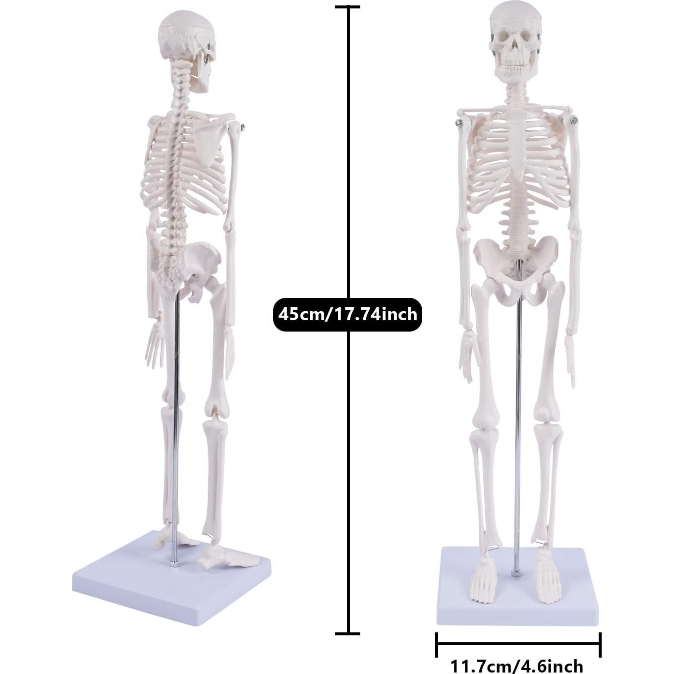 Modelo de Esqueleto Humano NLShan 45 cm Articulado para Estudio