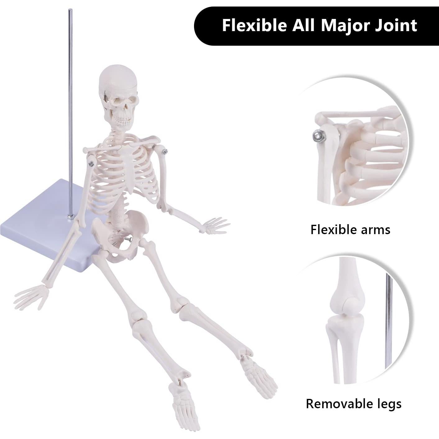 Modelo de Esqueleto Humano NLShan 45 cm Articulado para Estudio