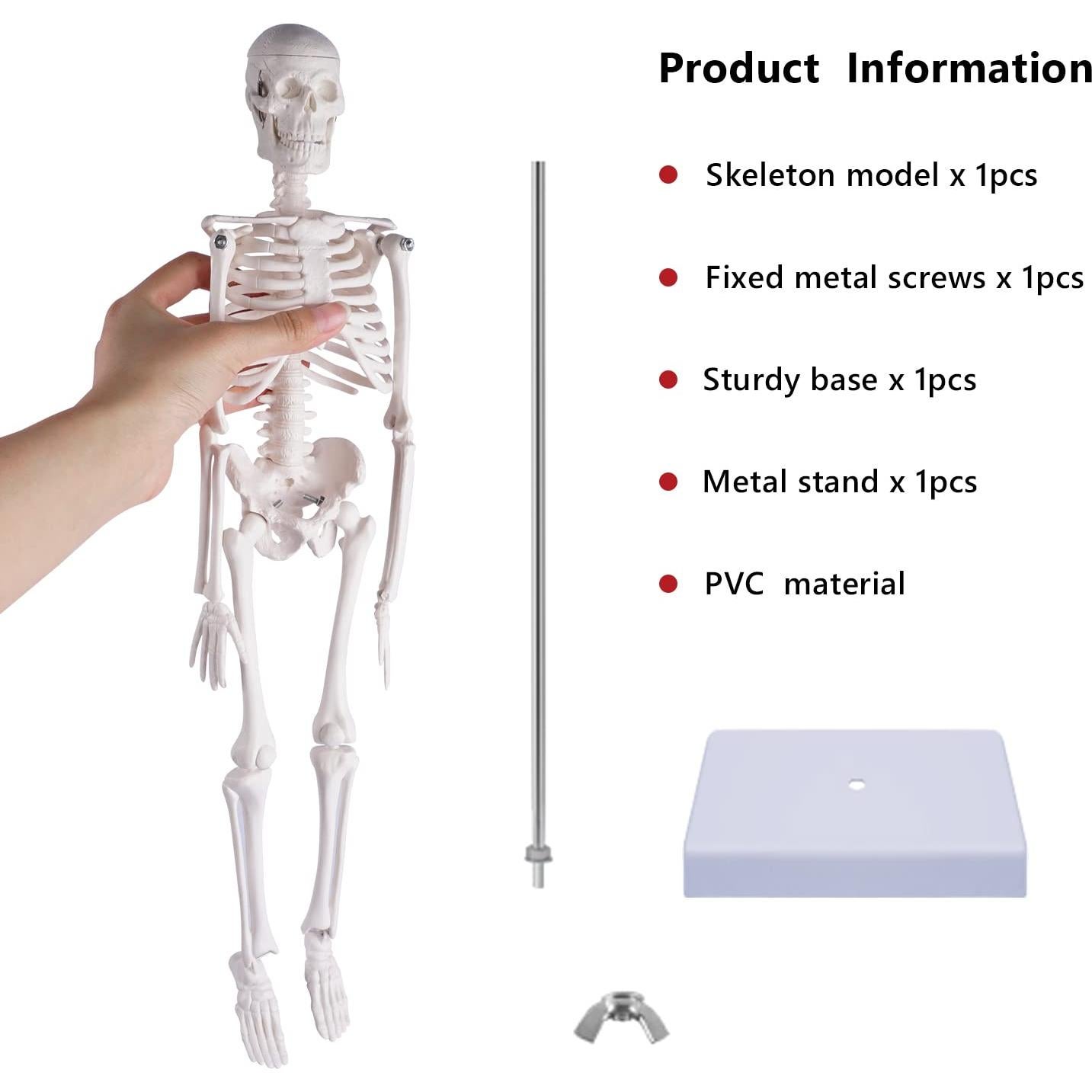 Modelo de Esqueleto Humano NLShan 45 cm Articulado para Estudio