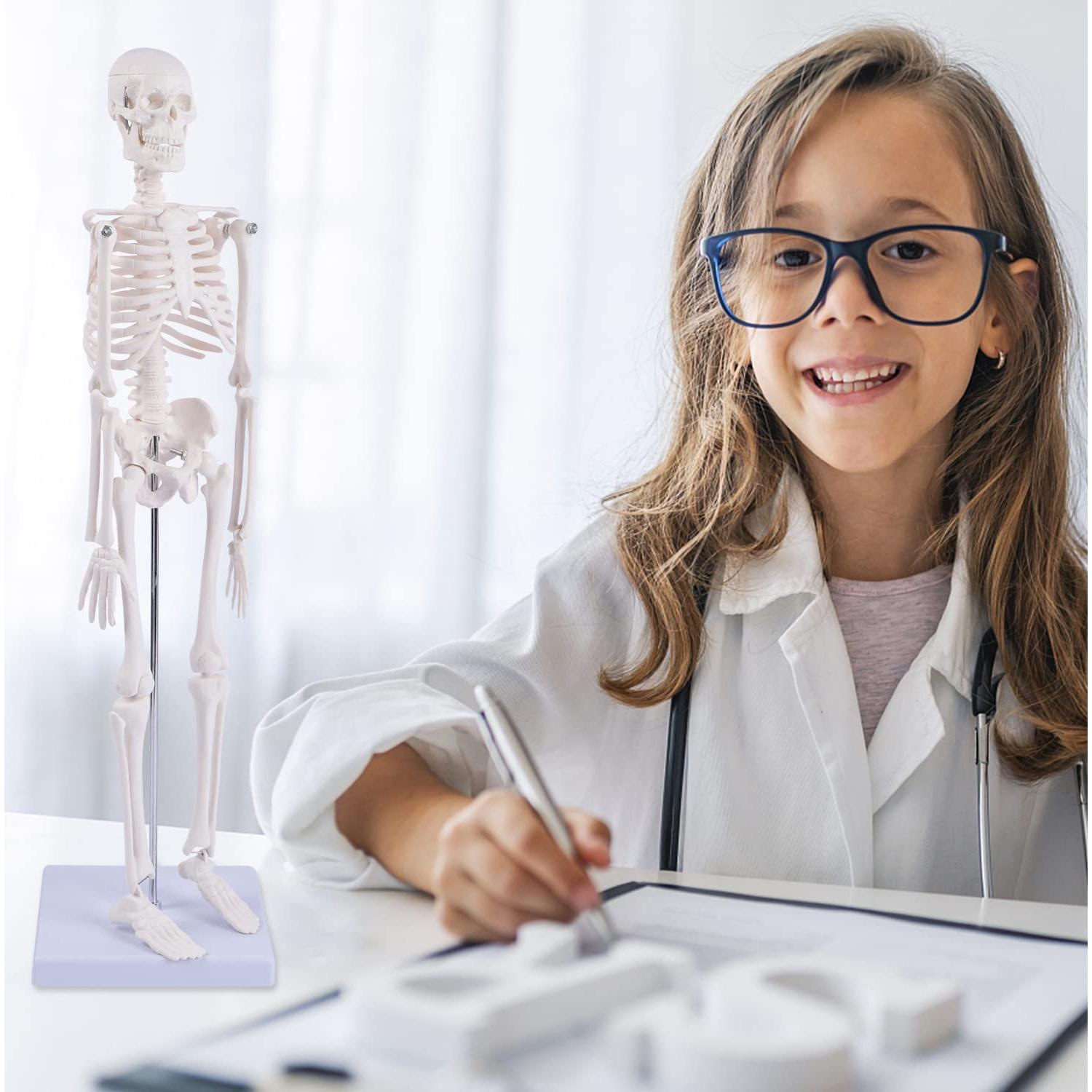 Modelo de Esqueleto Humano NLShan 45 cm Articulado para Estudio