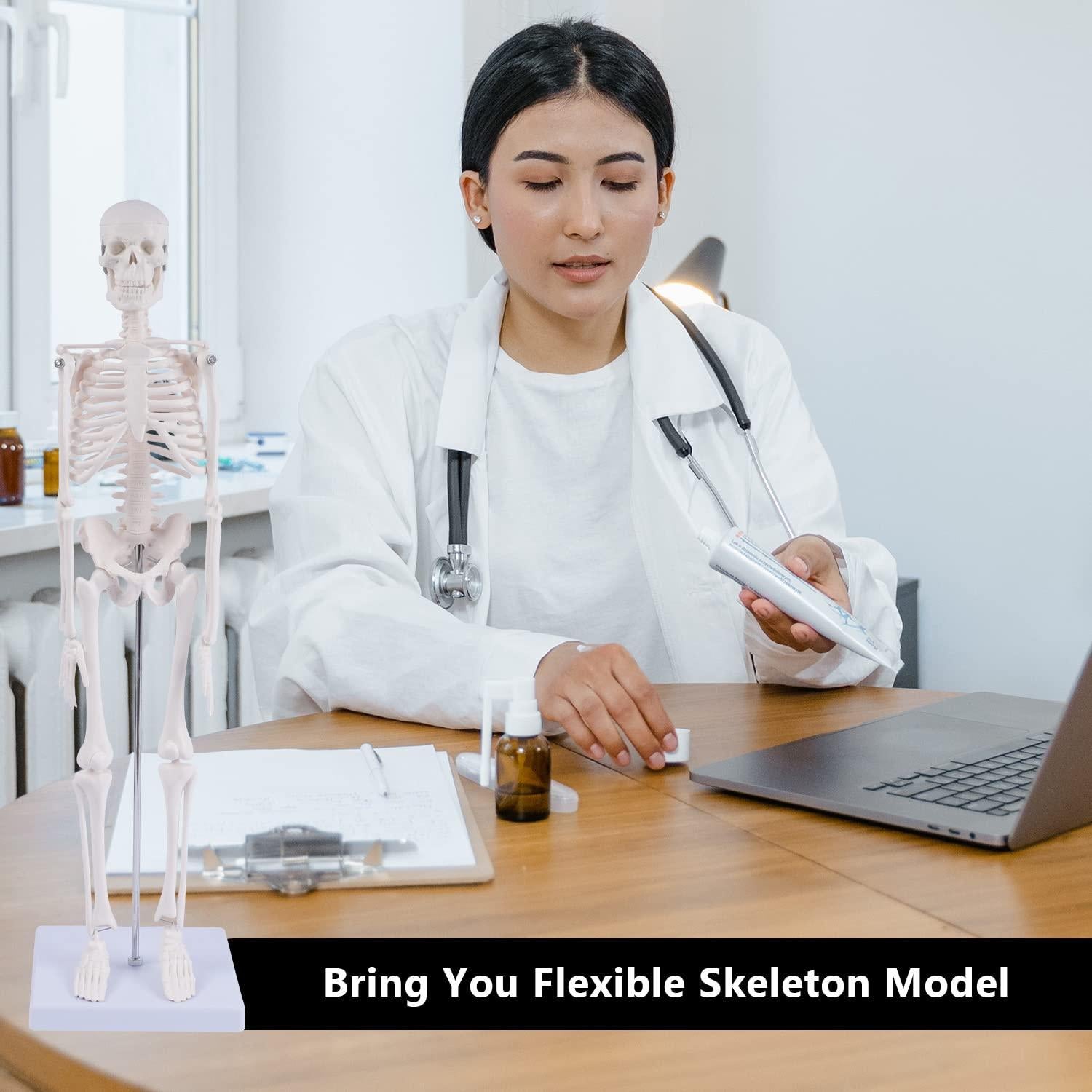 Modelo de Esqueleto Humano NLShan 45 cm Articulado para Estudio