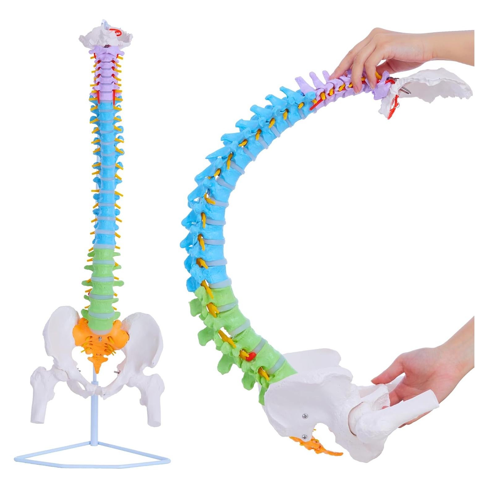Modelo de Columna Vertebral Humana Flexible Ruiishunyy 87.8 cm