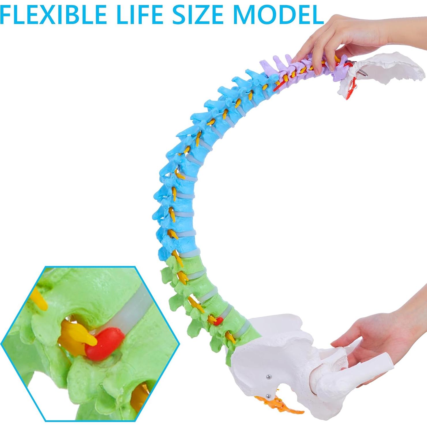 Modelo de Columna Vertebral Humana Flexible Ruiishunyy 87.8 cm