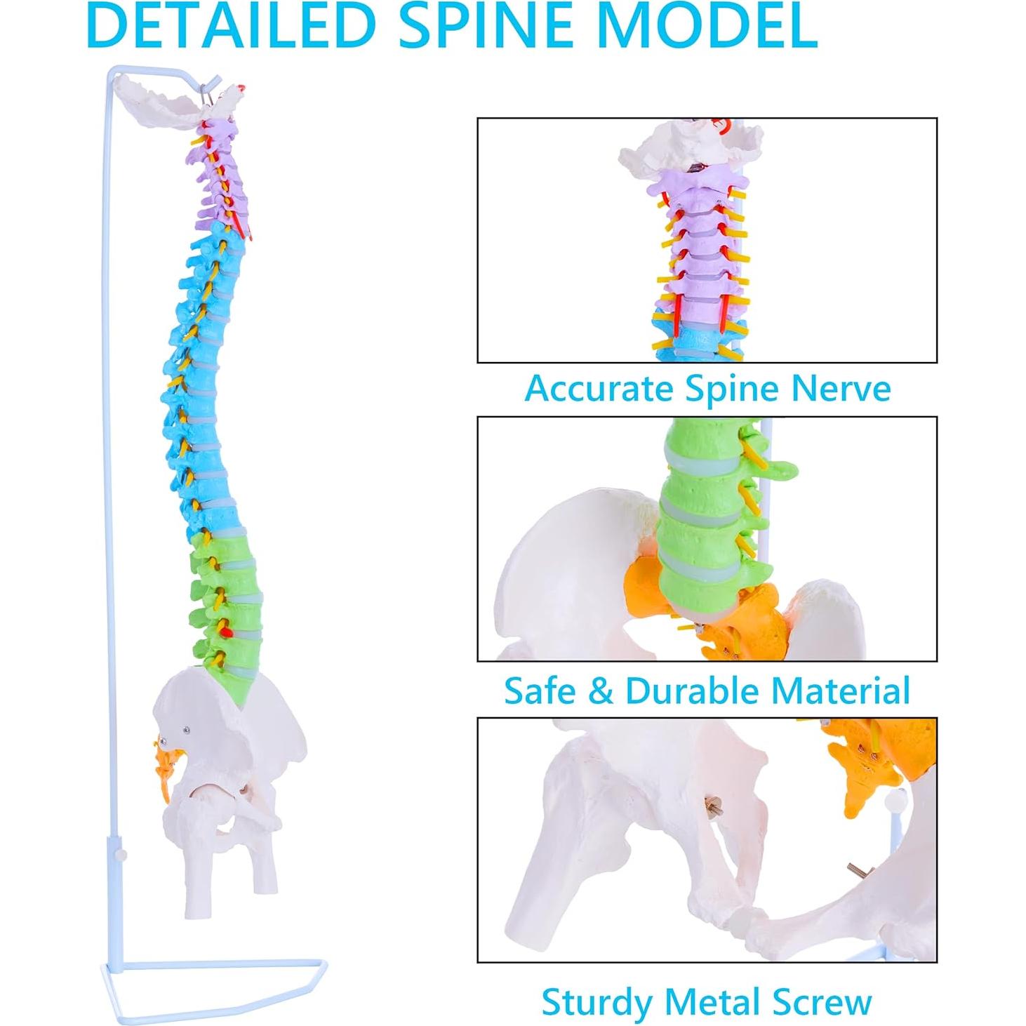 Modelo de Columna Vertebral Humana Flexible Ruiishunyy 87.8 cm