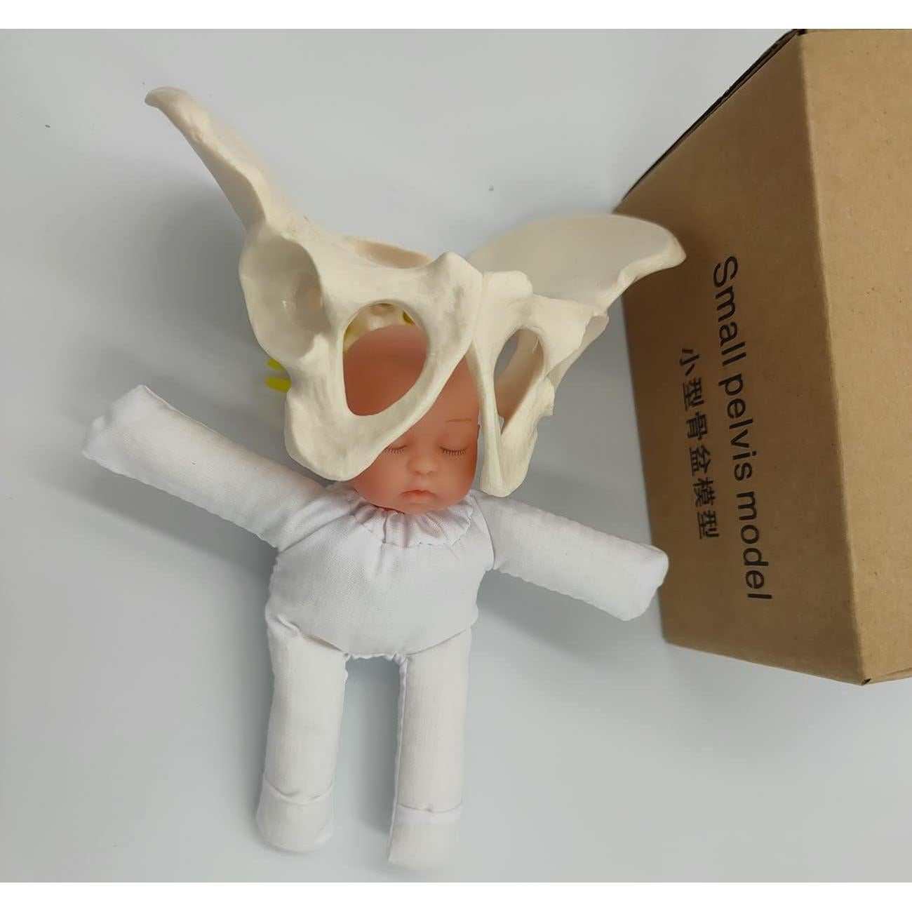 Modelo de Pelvis Femenina DredQcco para Demostración de Parto