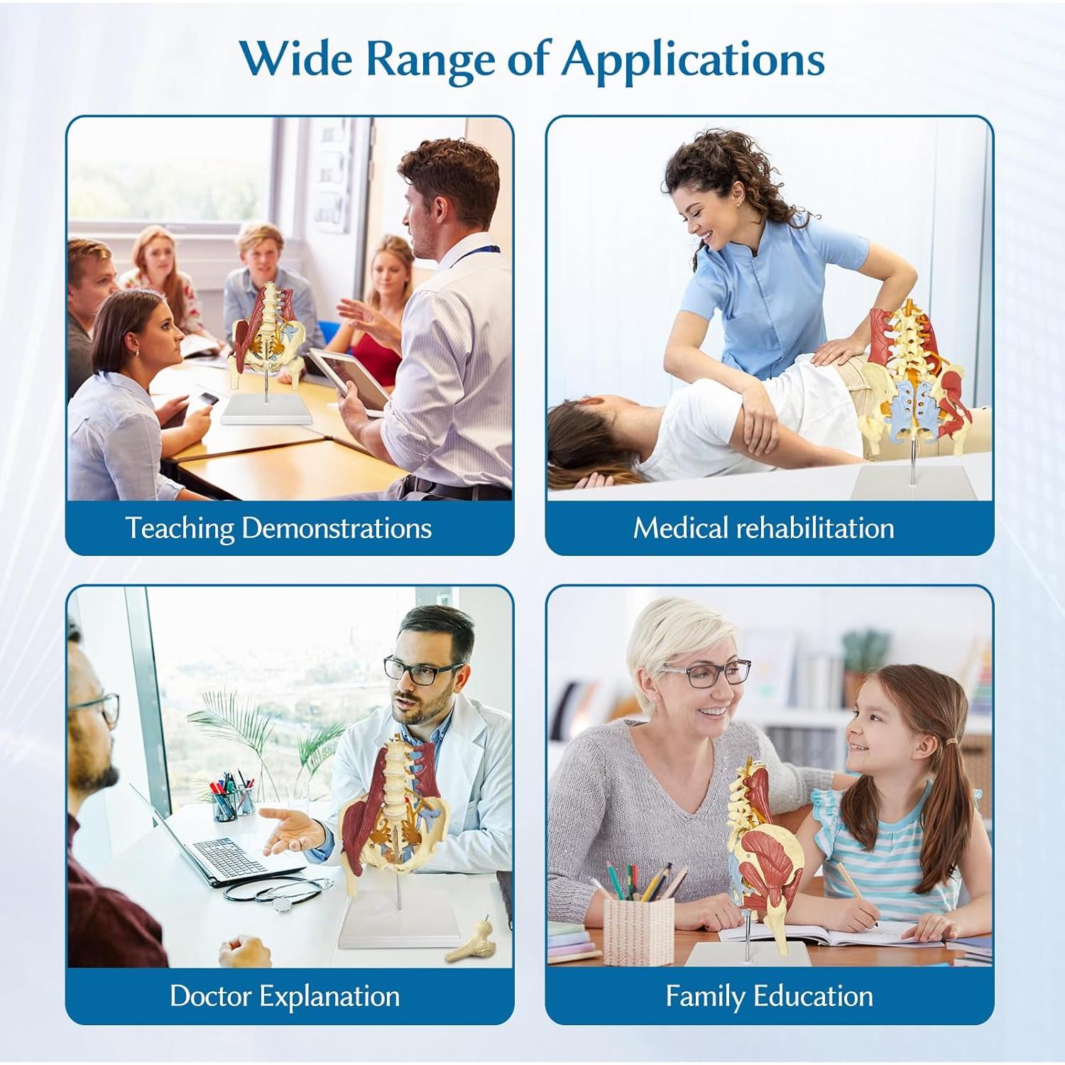 Modelo Anatómico de Columna Lumbar y Pelvis Femenina JNMFTD