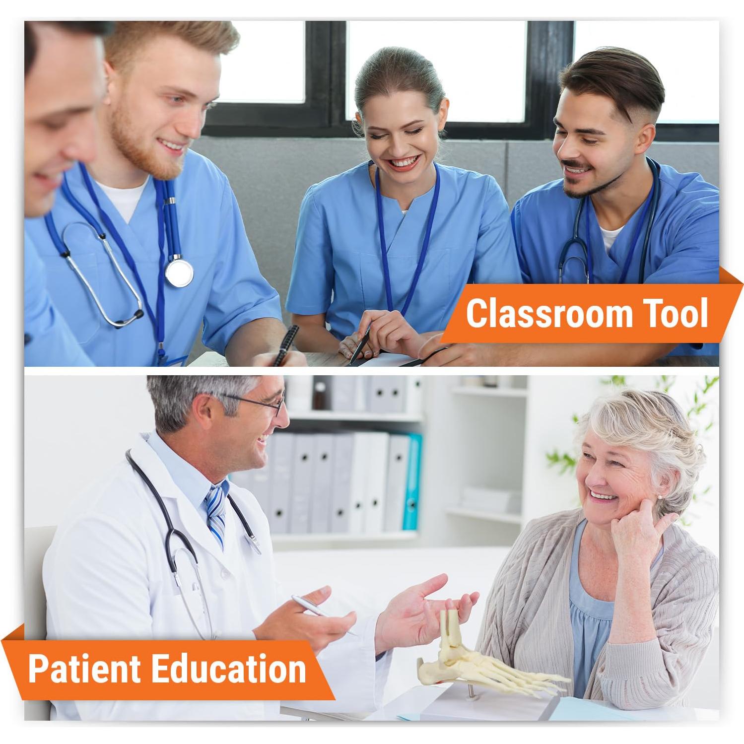 Modelo de Pie y Tobillo GPI Anatomicals con Fascitis Plantar