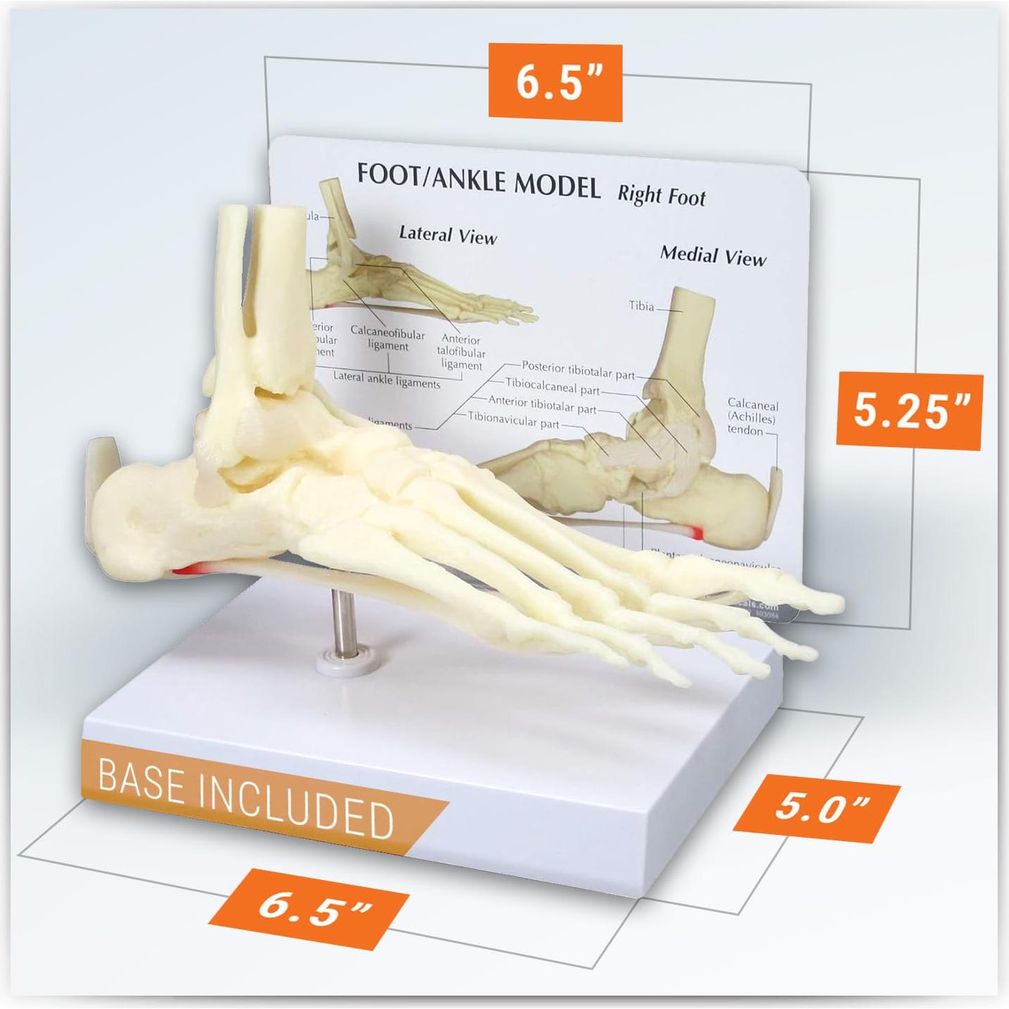Modelo de Pie y Tobillo GPI Anatomicals con Fascitis Plantar