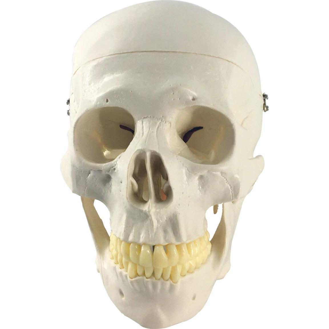 Modelo Anatómico de Cráneo y Cerebro Humano 11 Piezas EVOTECH