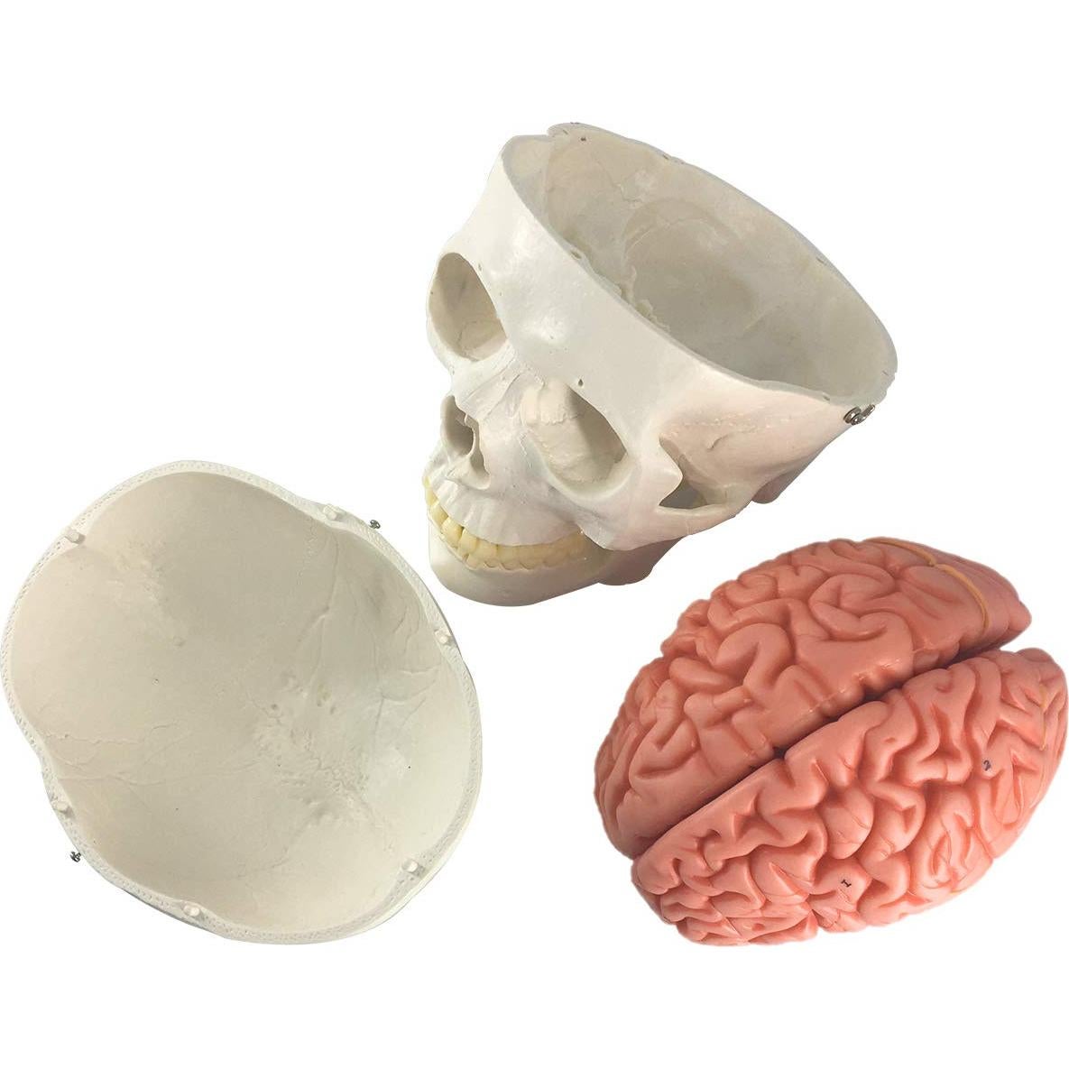 Modelo Anatómico de Cráneo y Cerebro Humano 11 Piezas EVOTECH