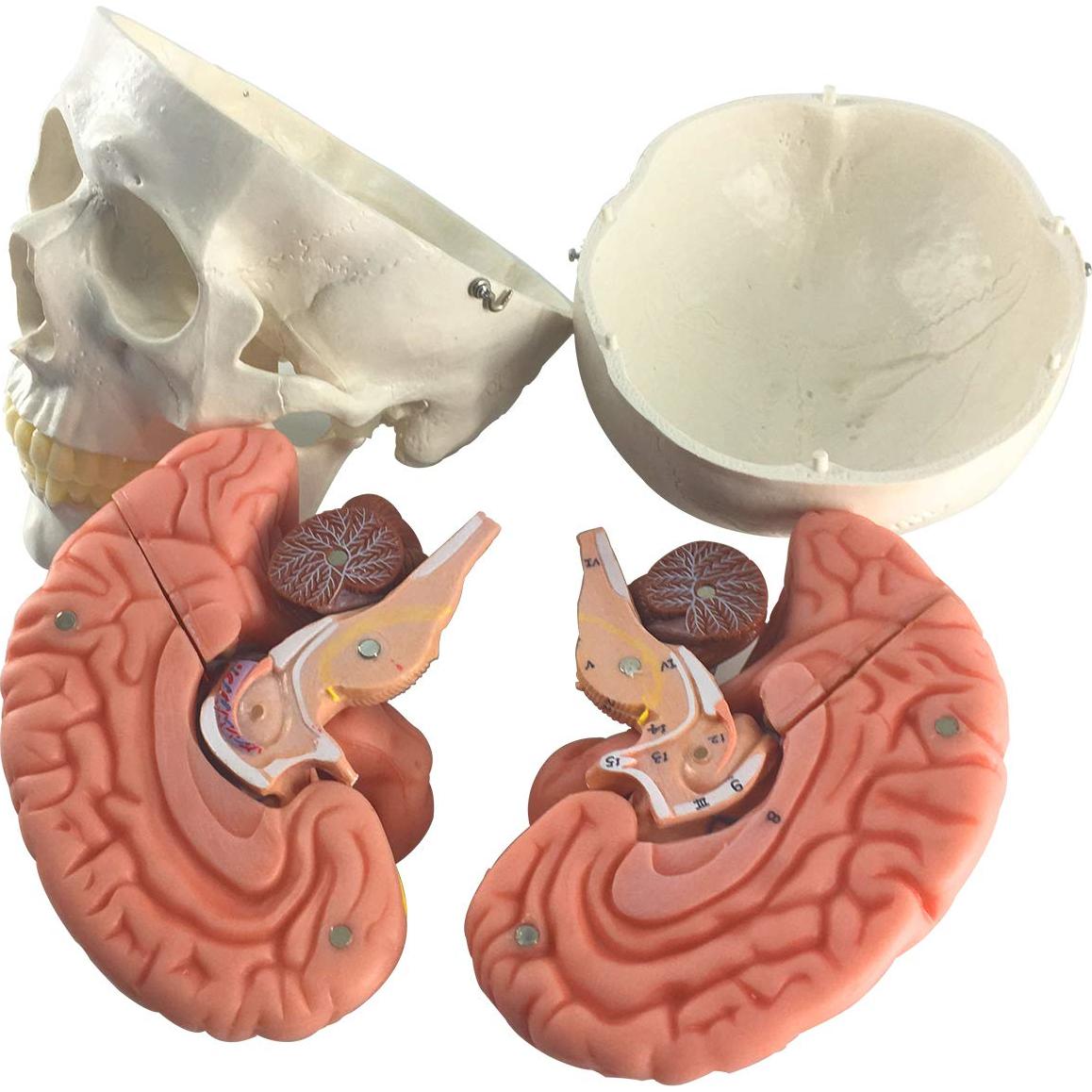 Modelo Anatómico de Cráneo y Cerebro Humano 11 Piezas EVOTECH
