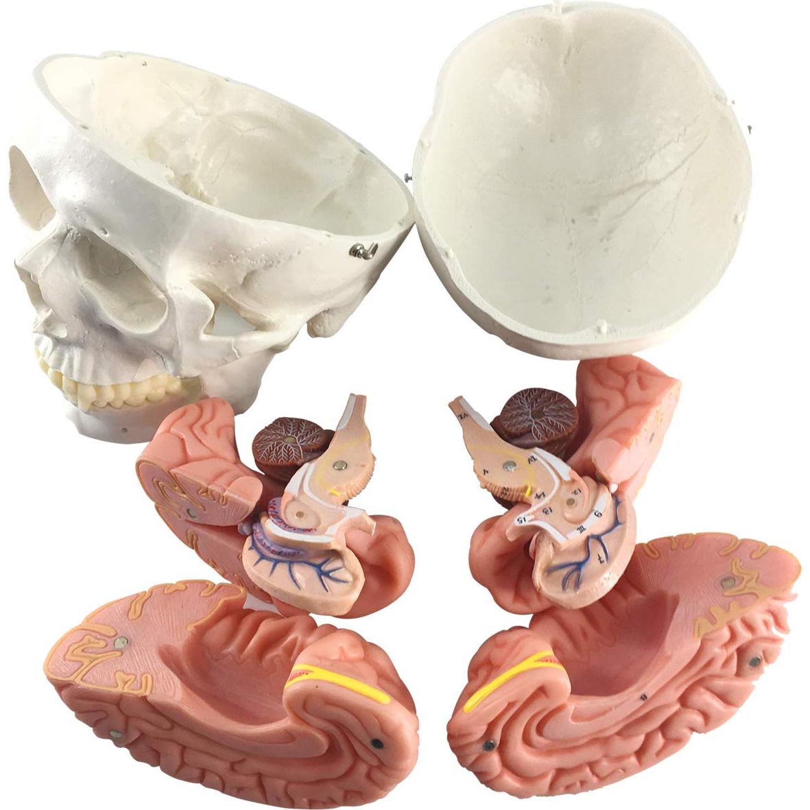 Modelo Anatómico de Cráneo y Cerebro Humano 11 Piezas EVOTECH