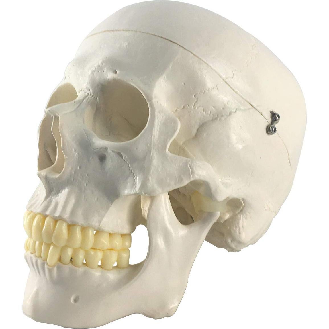 Modelo Anatómico de Cráneo y Cerebro Humano 11 Piezas EVOTECH