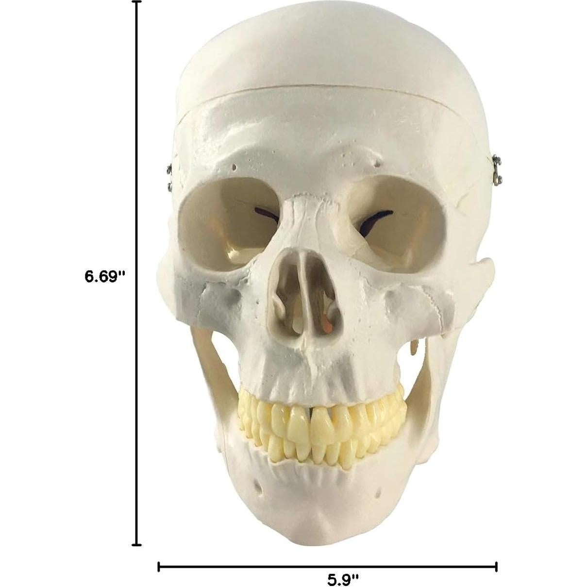 Modelo Anatómico de Cráneo y Cerebro Humano 11 Piezas EVOTECH