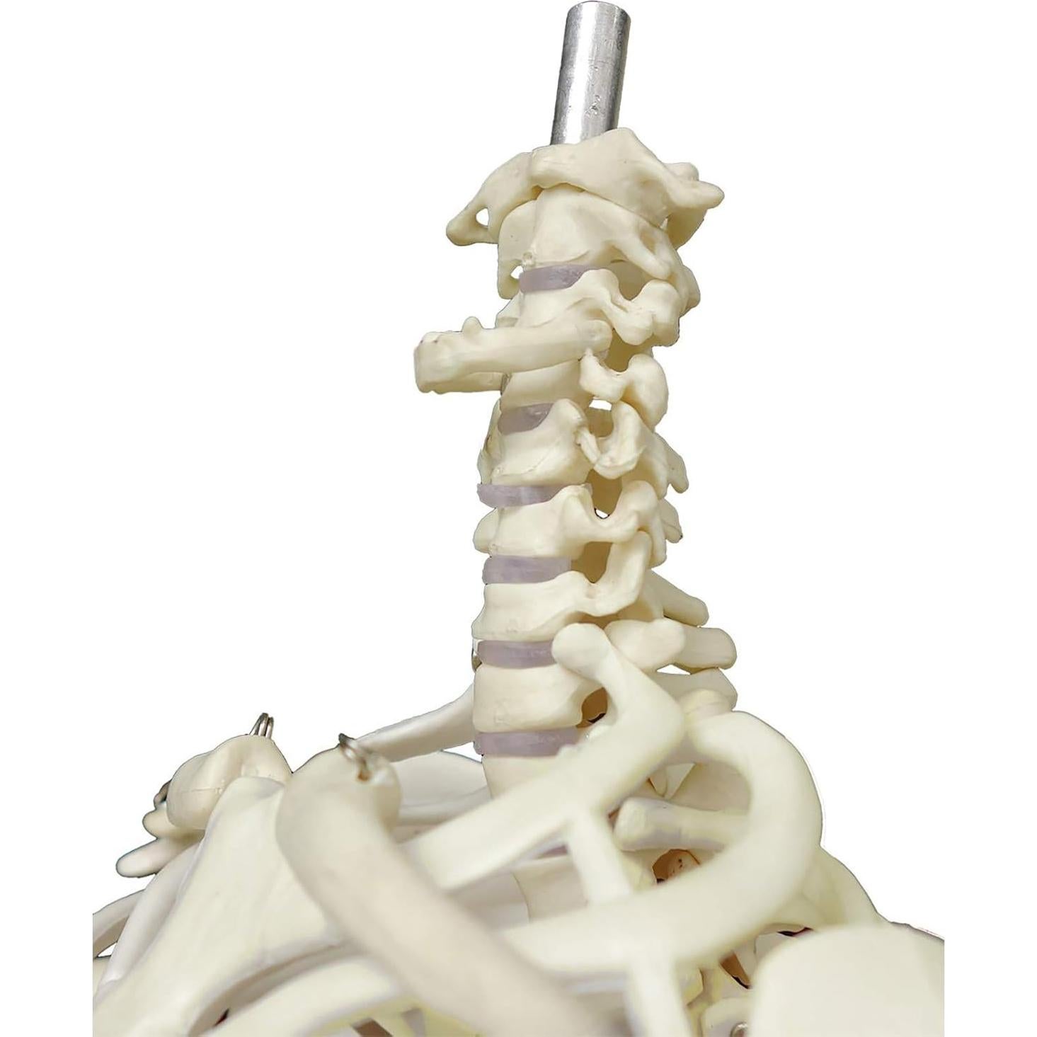 Modelo de Esqueleto Humano TakeTex 85 cm con Soporte