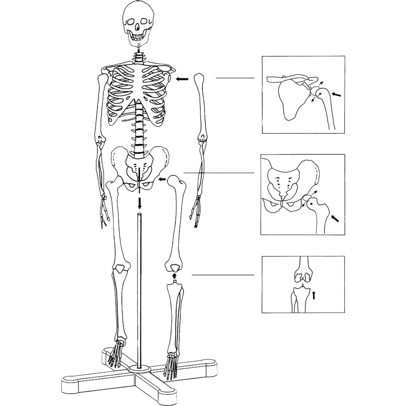 Modelo de Esqueleto Humano TakeTex 85 cm con Soporte