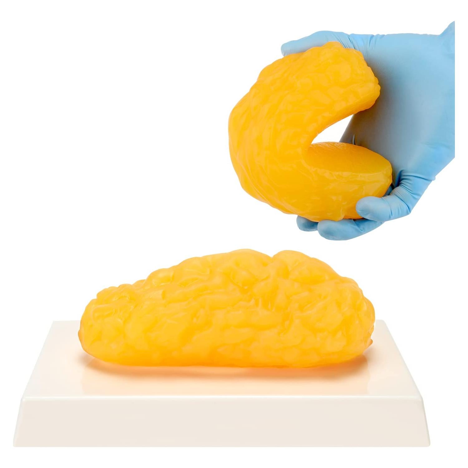 Réplica de Grasa Corporal Humana LYOU 0.45 kg para Anatomía