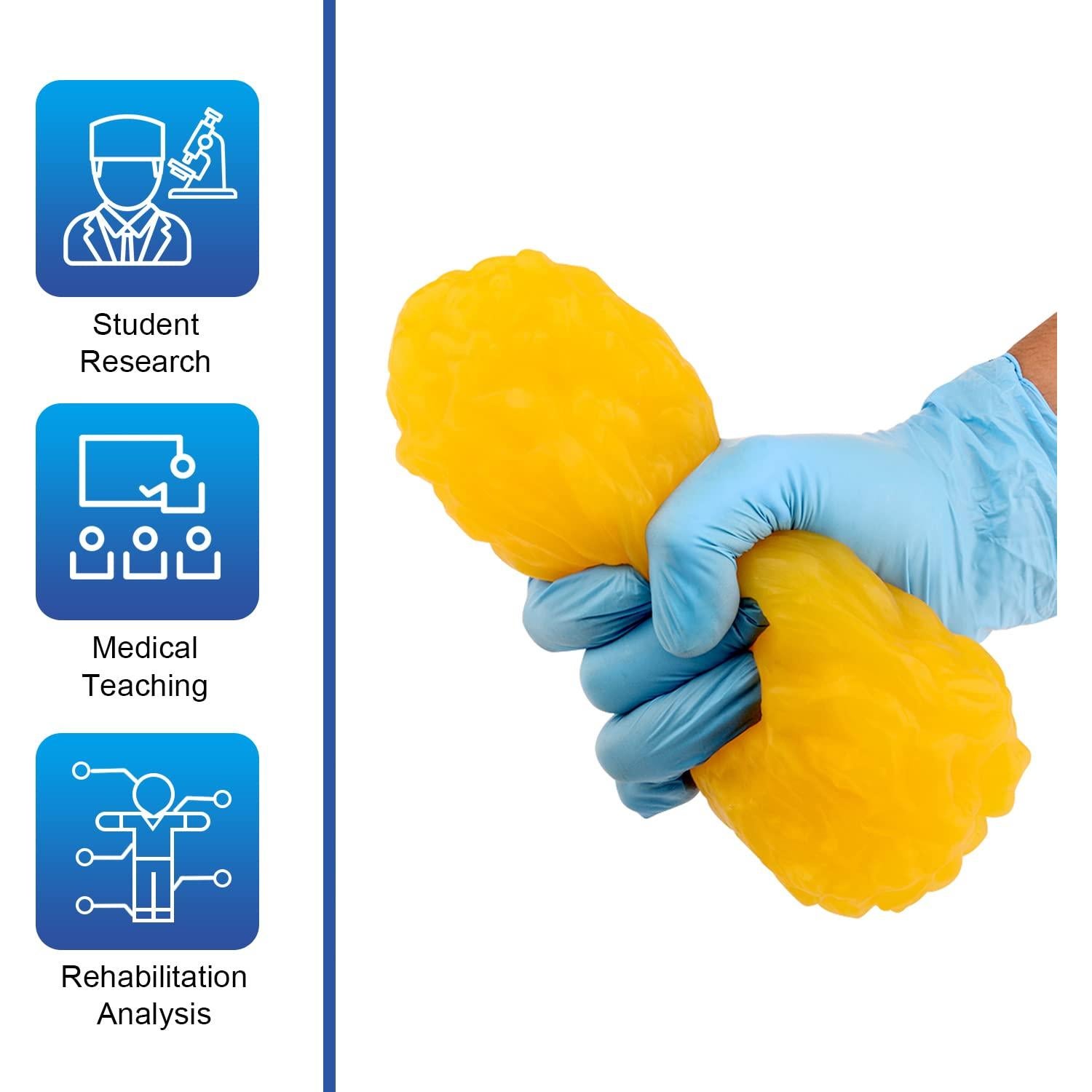 Réplica de Grasa Corporal Humana LYOU 0.45 kg para Anatomía