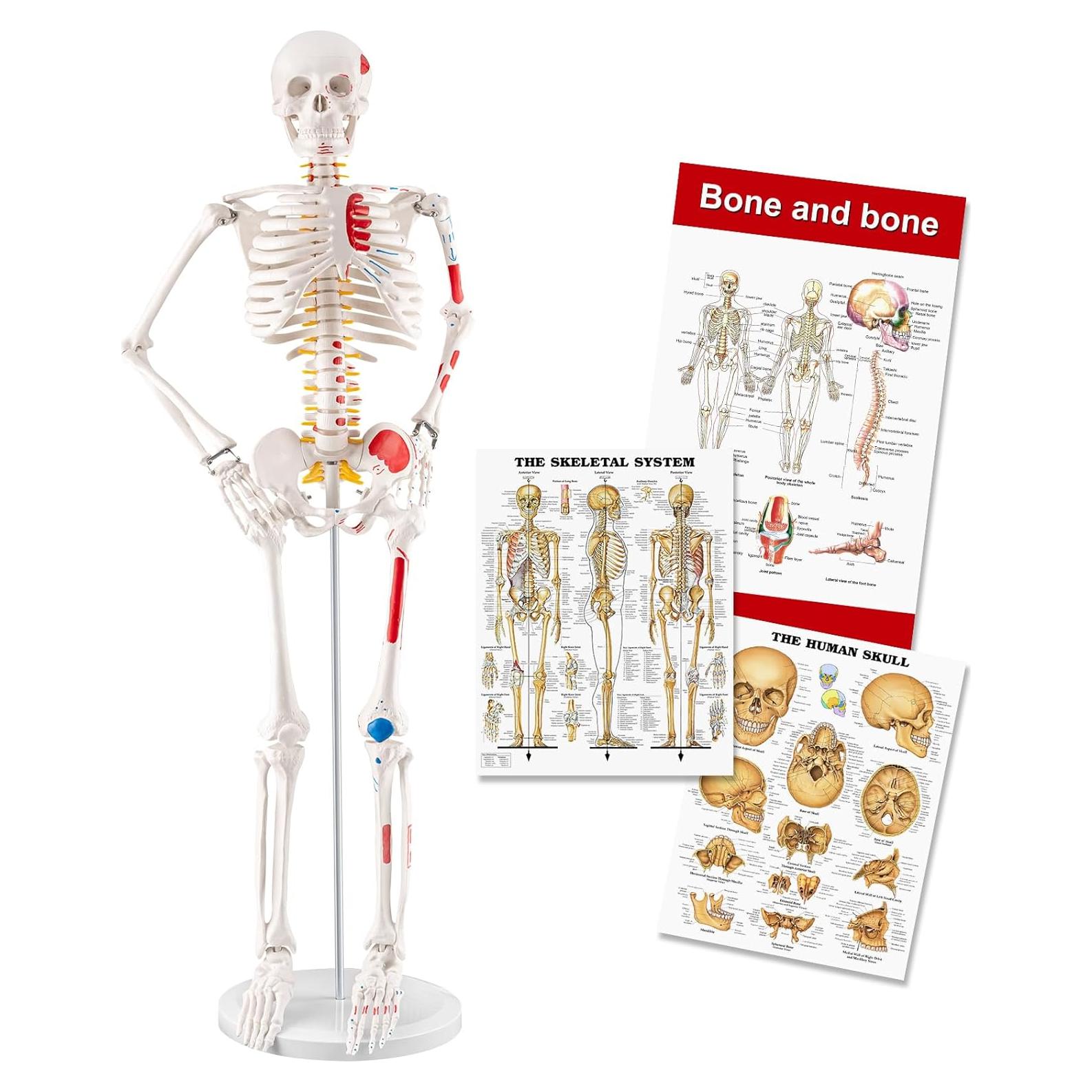 Esqueleto Humano Mini TYRRDE 85 cm con Brazos y Piernas Removibles