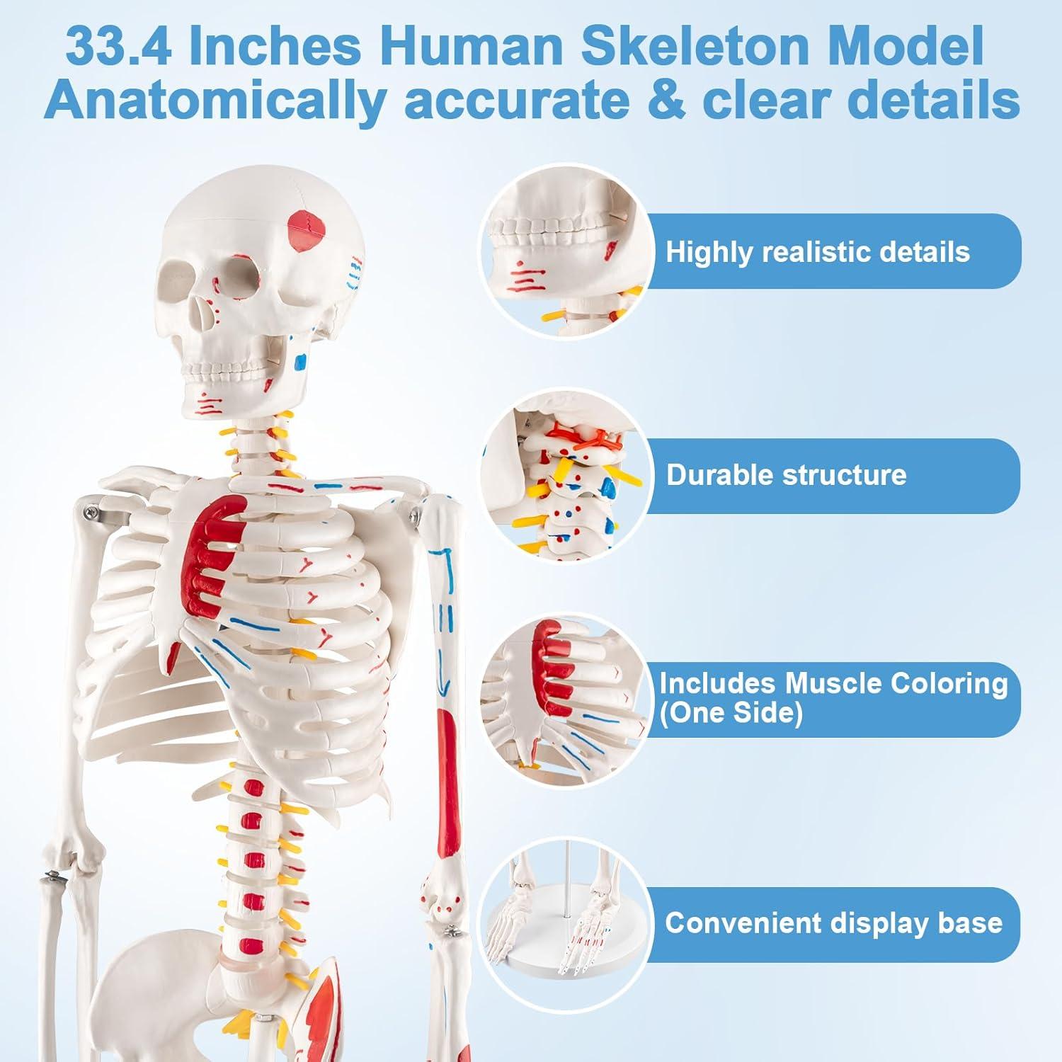 Esqueleto Humano Mini TYRRDE 85 cm con Brazos y Piernas Removibles