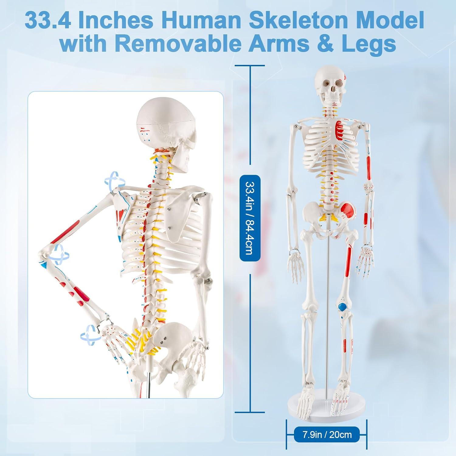 Esqueleto Humano Mini TYRRDE 85 cm con Brazos y Piernas Removibles