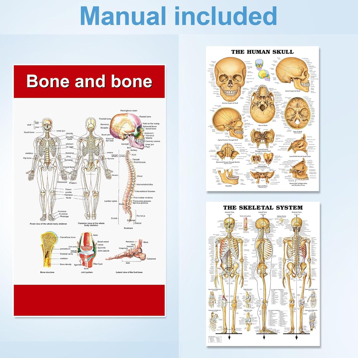 Esqueleto Humano Mini TYRRDE 85 cm con Brazos y Piernas Removibles