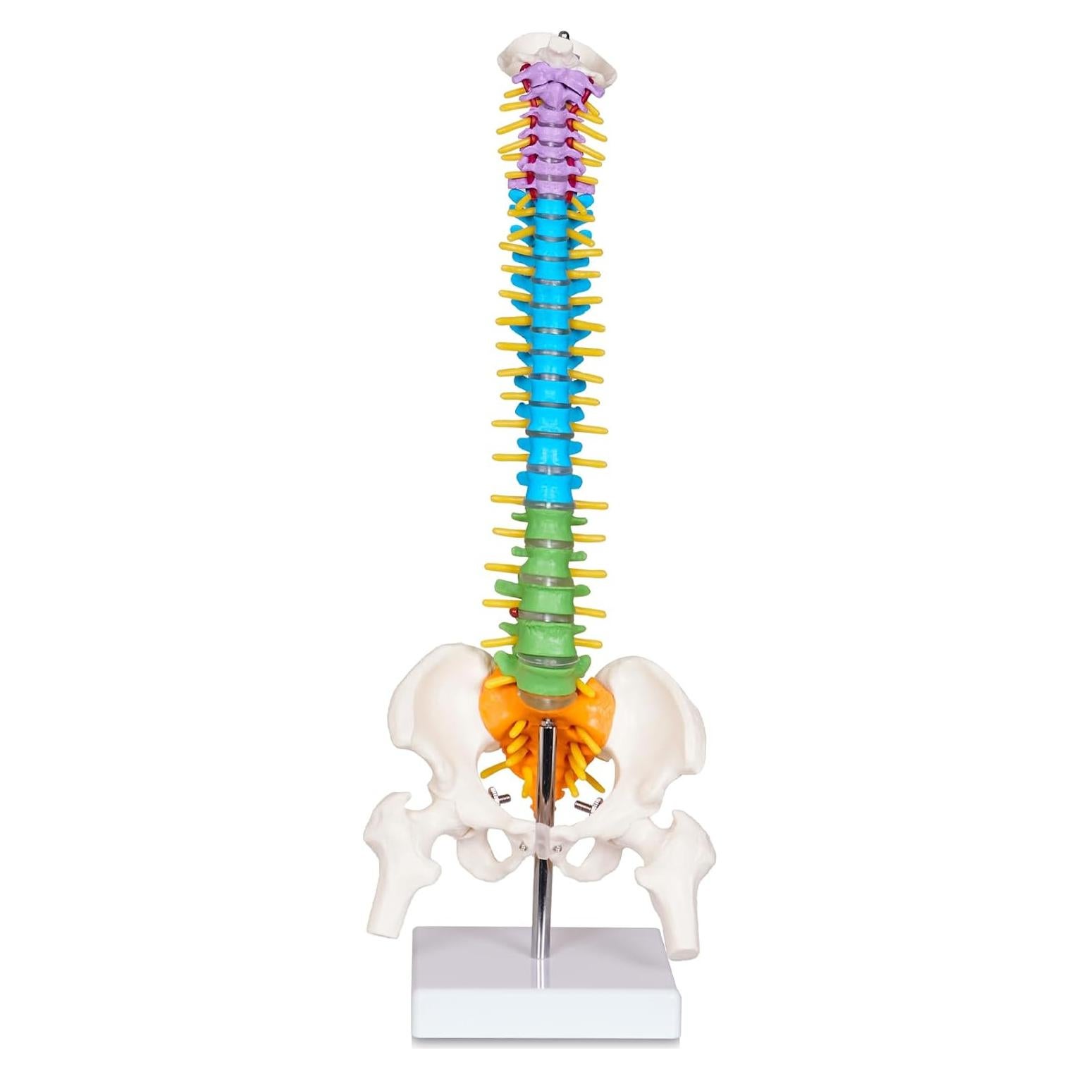 Modelo de Columna Vertebral Mini Breesky 39.37 cm Colorido