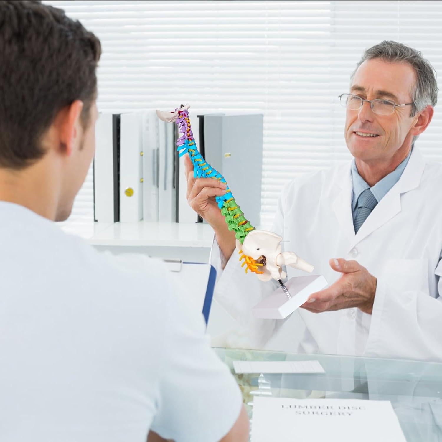 Modelo de Columna Vertebral Mini Breesky 39.37 cm Colorido