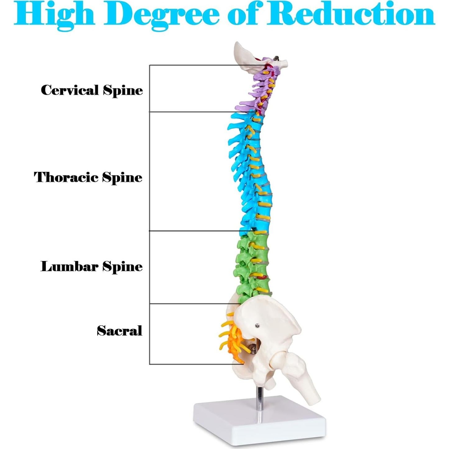 Modelo de Columna Vertebral Mini Breesky 39.37 cm Colorido