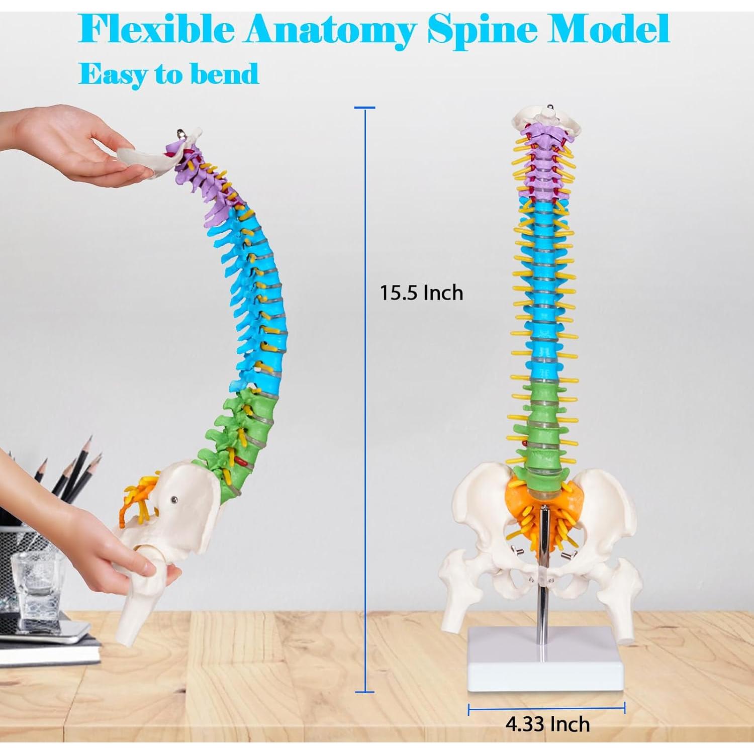 Modelo de Columna Vertebral Mini Breesky 39.37 cm Colorido