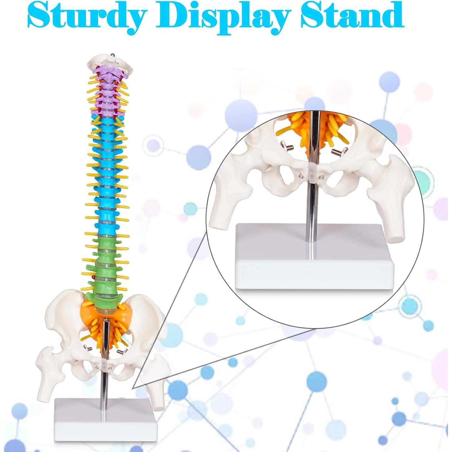 Modelo de Columna Vertebral Mini Breesky 39.37 cm Colorido