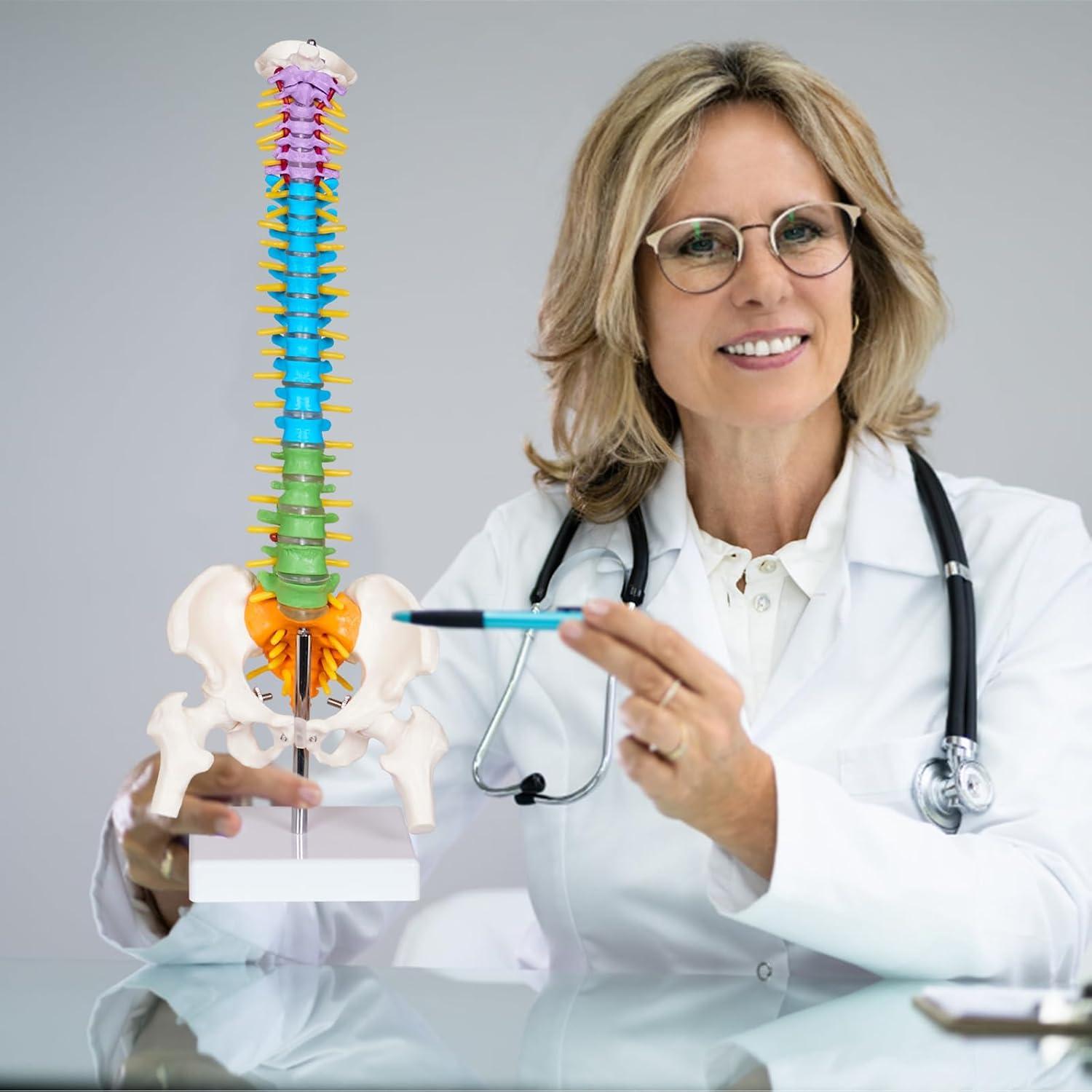 Modelo de Columna Vertebral Mini Breesky 39.37 cm Colorido