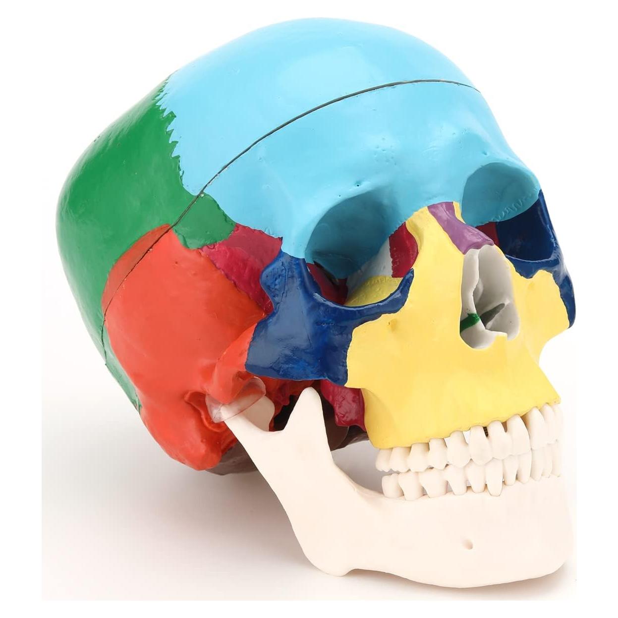 Modelo Anatómico de Cráneo Humano RONTEN 3 Partes PVC