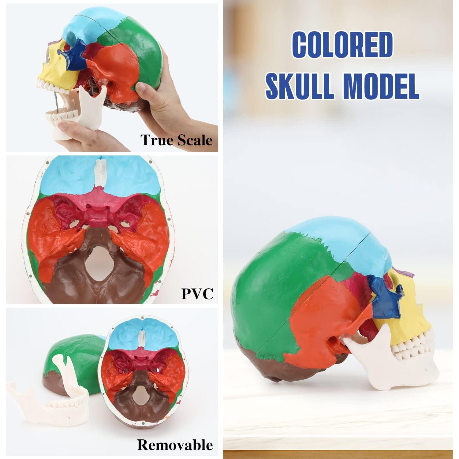 Modelo Anatómico de Cráneo Humano RONTEN 3 Partes PVC
