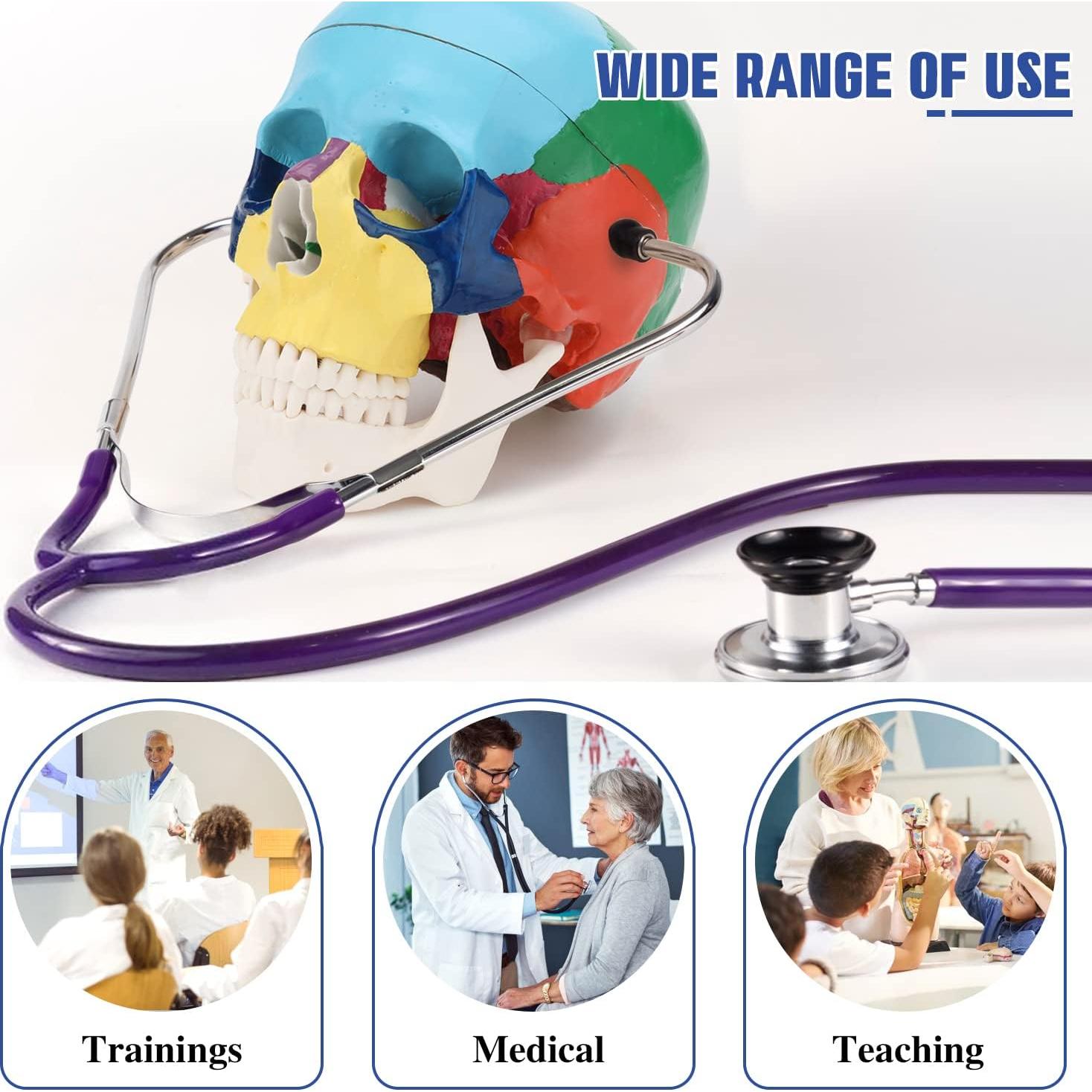 Modelo Anatómico de Cráneo Humano RONTEN 3 Partes PVC