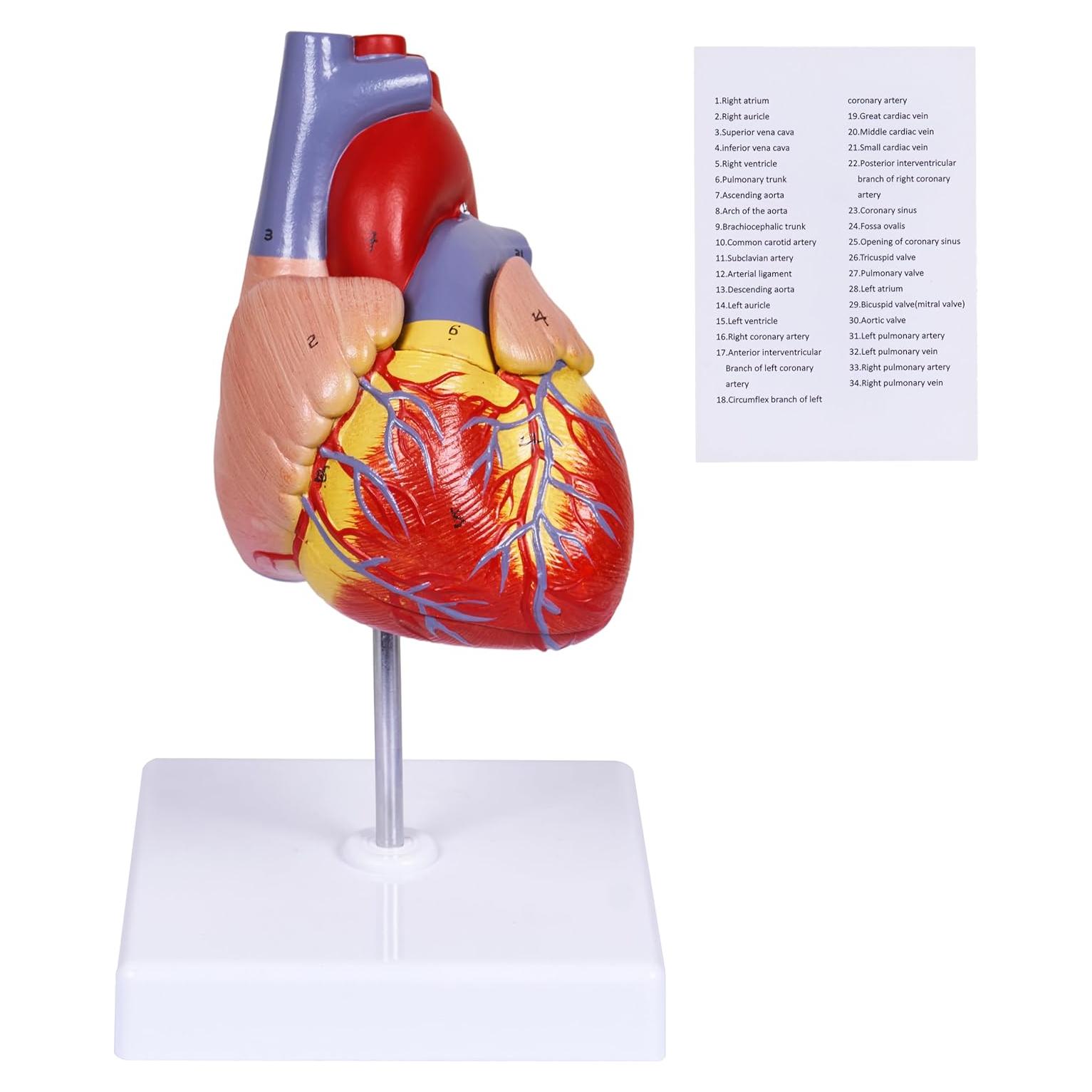 Modelo de Corazón Humano Breesky 2 Partes 34 Detalles