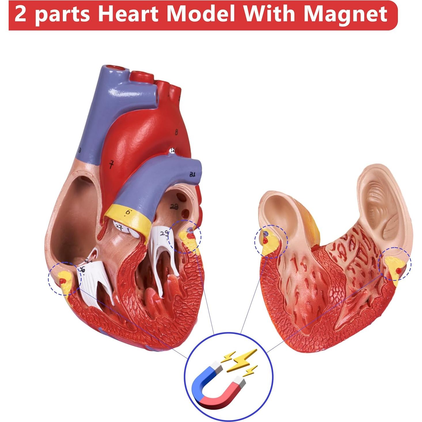 Modelo de Corazón Humano Breesky 2 Partes 34 Detalles