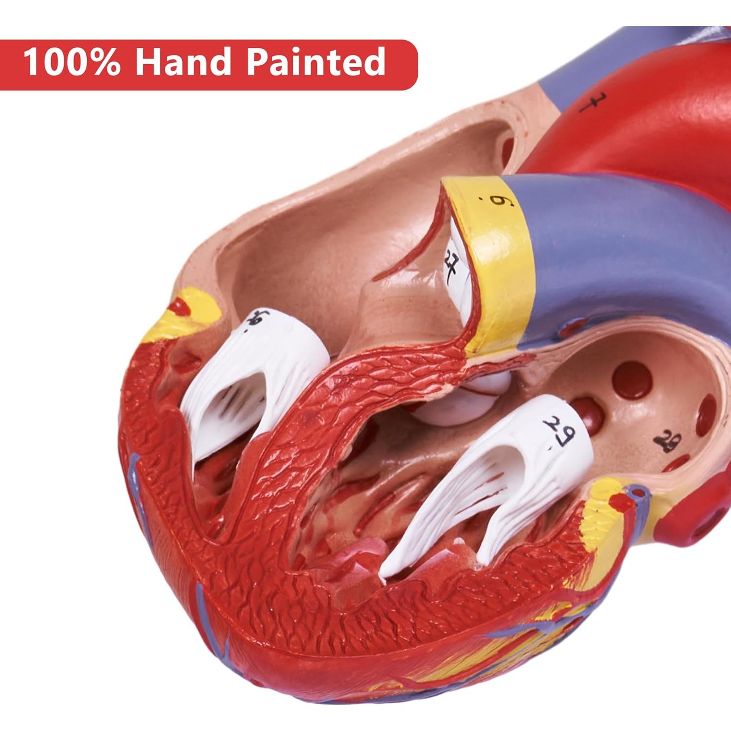 Modelo de Corazón Humano Breesky 2 Partes 34 Detalles