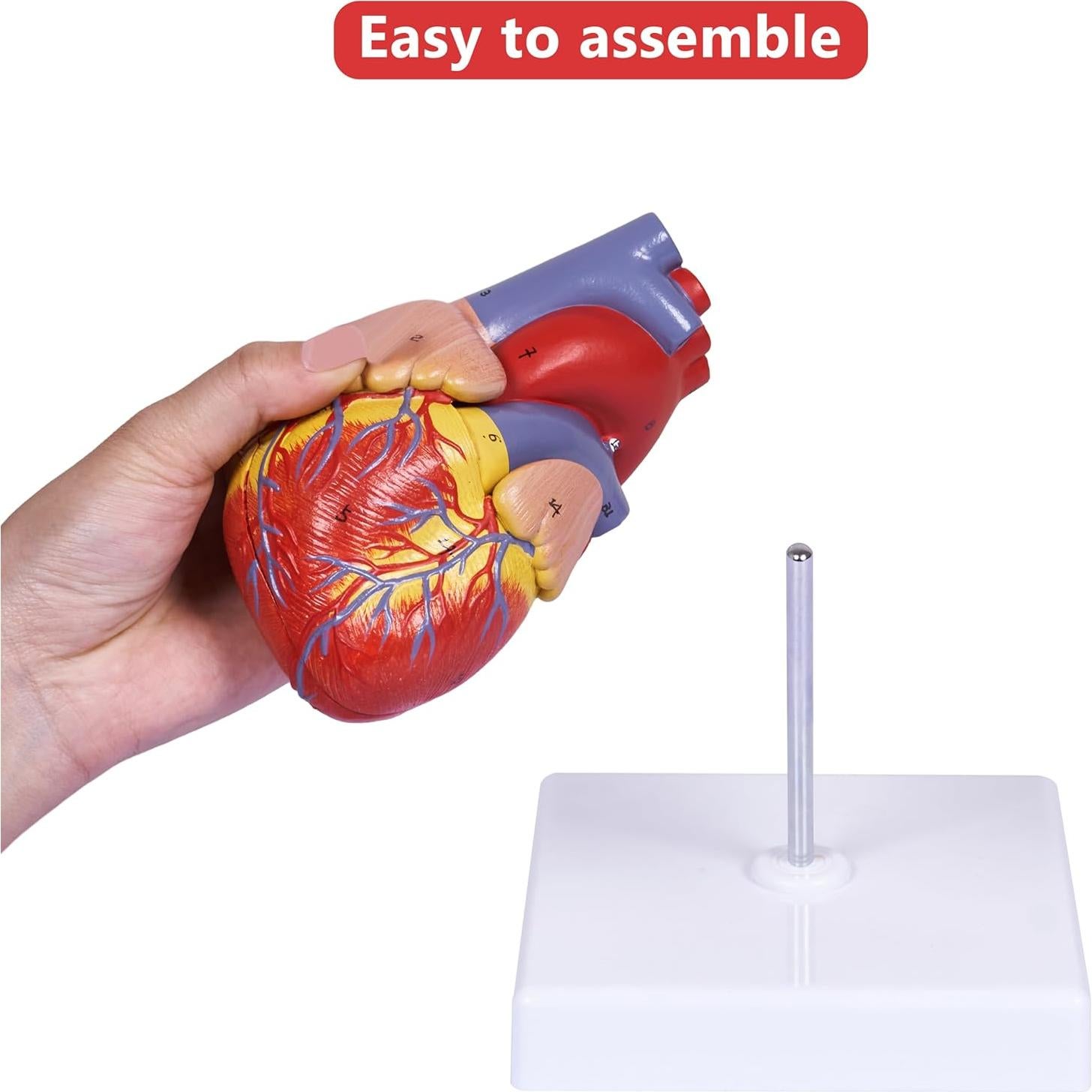 Modelo de Corazón Humano Breesky 2 Partes 34 Detalles